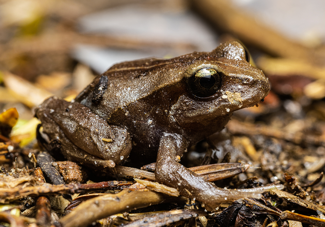Eupsophus altor Nuñez, Rabanal & Formas, 2012