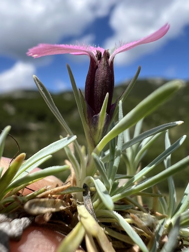 Dianthus freynii, photograph 3