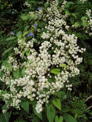 Mimosa hondurana