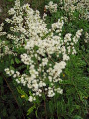 Mimosa hondurana