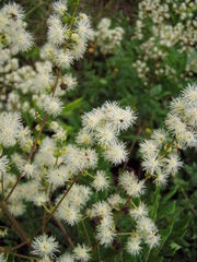 Mimosa hondurana