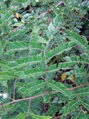 Mimosa hondurana