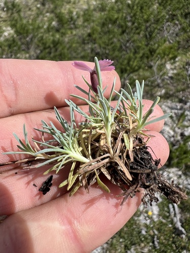 Dianthus freynii, photograph 5