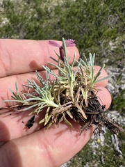 Dianthus freynii, photograph author not stated, no rights reserved