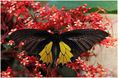 Troides minos