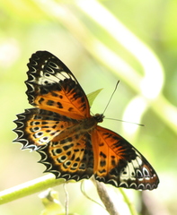 Cethosia mahratta