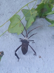 Acanthocephala declivis