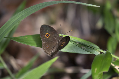 Heteropsis vola
