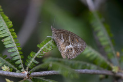 Strabena triophthalma