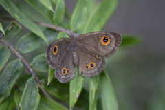 Strabena triophthalma