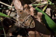 Strabena triophthalma