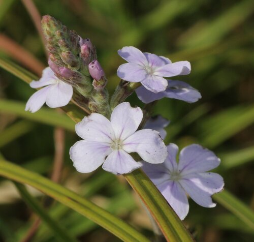 Buchnera tomentosa (Buchnera tomentosa)
