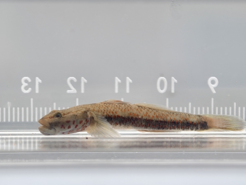 Freckled goby (Rhinogobius lentiginis) — Gobiidae — 3