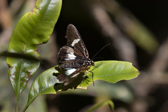 Rothia micropales