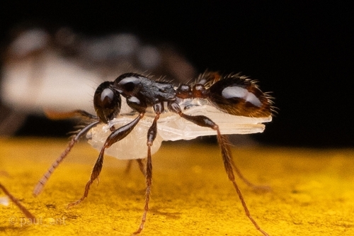 Aenictus hodgsoniAenictus hodgsoni