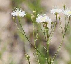 Malacothrix saxatilis var. commutata