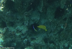 Labroides phthirophagus