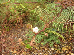 Mimosa tarda