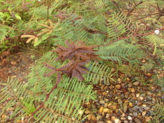 Mimosa tarda