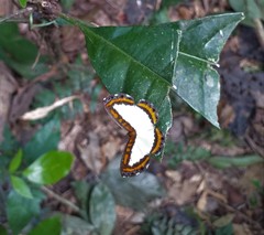 Nymphidium caricae