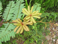 Mimosa tarda