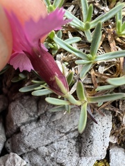Dianthus freynii, photograph author not stated, no rights reserved