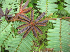 Mimosa tarda