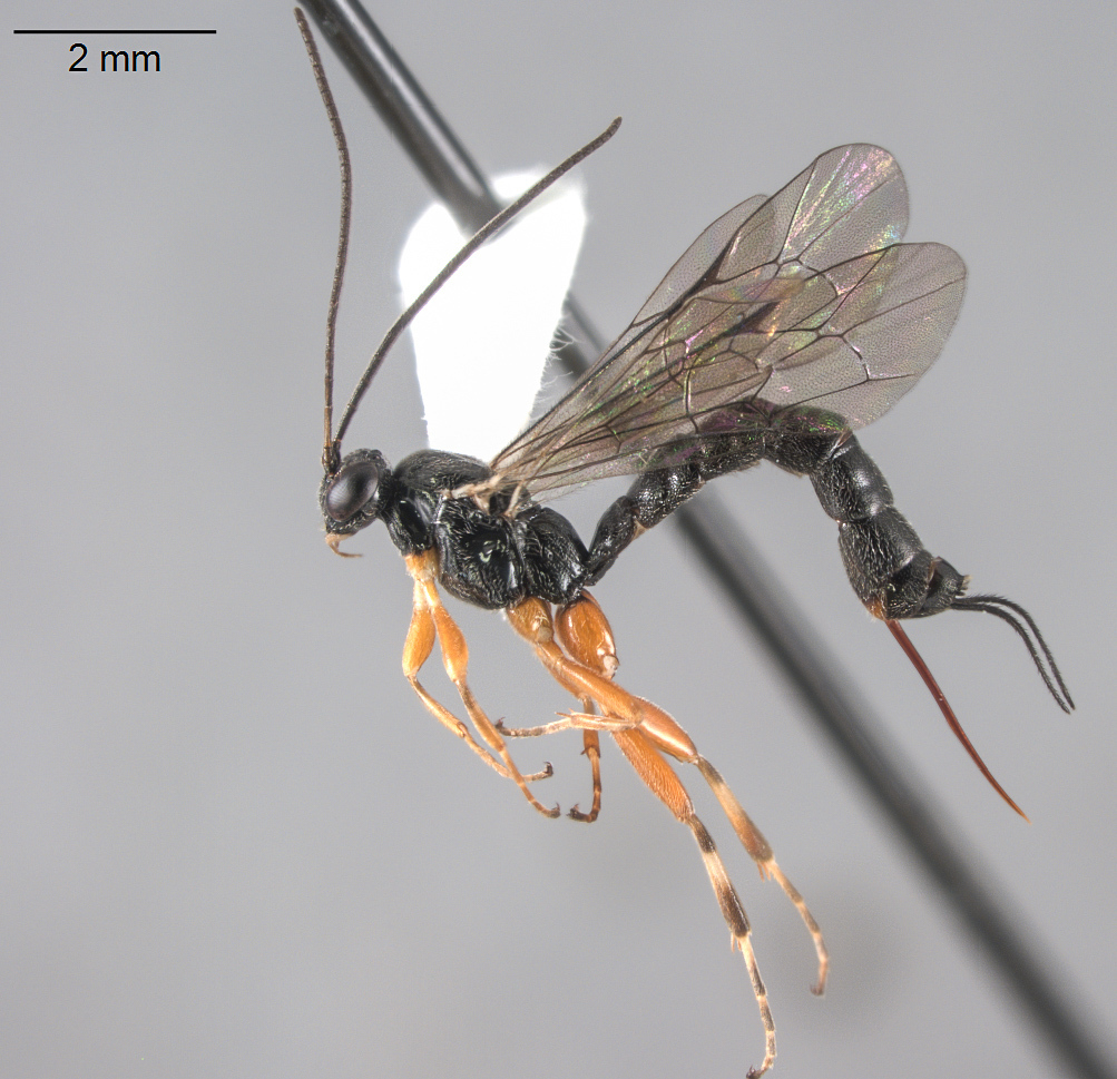 Clistopyga atrata