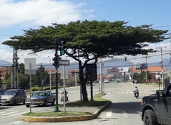 Vachellia macracantha