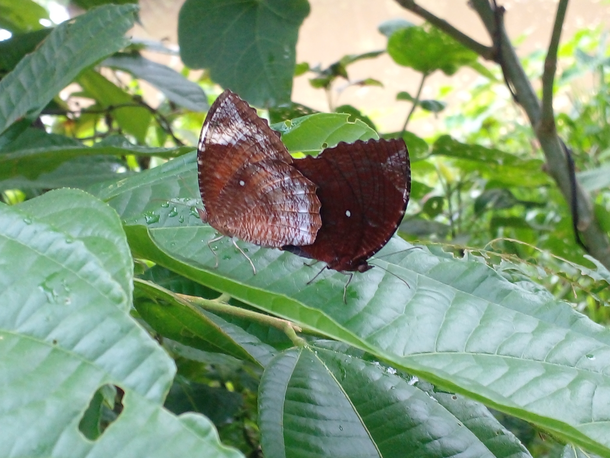 Common Palmfly