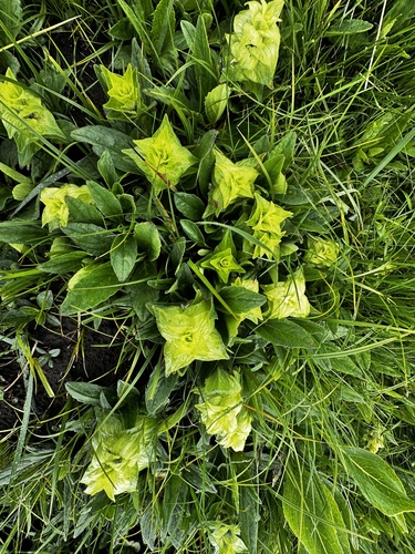Ajuga lupulina, photograph 3