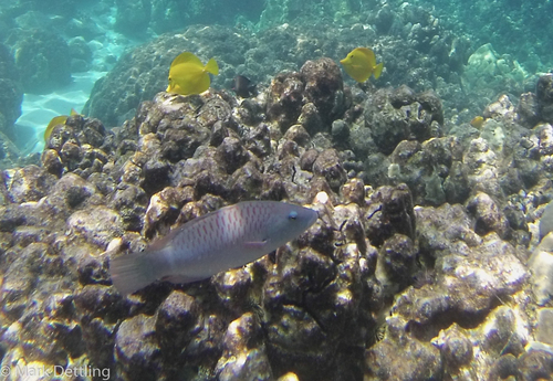 Oxycheilinus unifasciatus