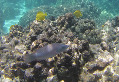 ヒトスジモチノウオ