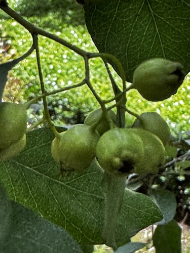 Chinese haw (Crataegus pinnatifida)