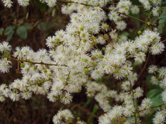 Mimosa watsonii