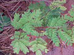 Mimosa watsonii