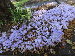 Crocus kotschyanus