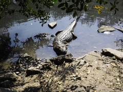 Crocodylus moreletii