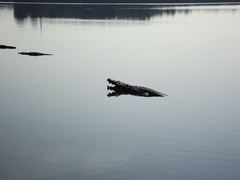 Crocodylus moreletii
