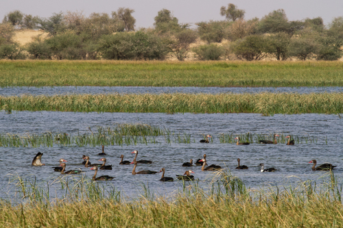Northern Spur-winged Goose