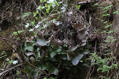 Hepatica acutiloba