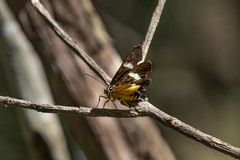 Rothia micropales