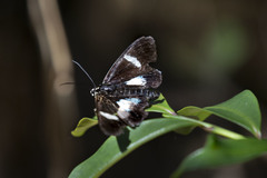 Rothia micropales