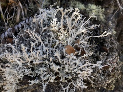 Stereocaulon vulcani