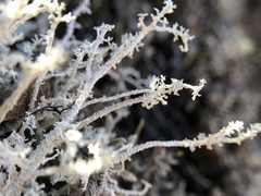 Stereocaulon vulcani