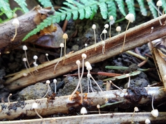 Mycena pterigena