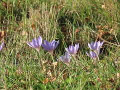 Crocus kotschyanus