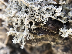 Stereocaulon vulcani