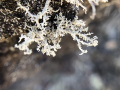 Stereocaulon vulcani