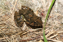 Fejervarya limnocharis